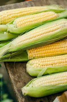 corn on the cob ready to be cooked