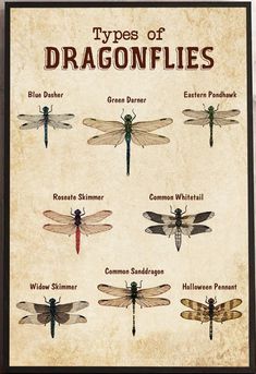 the types of dragonflies are shown in this poster