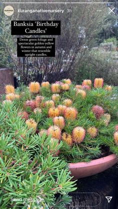 a bunch of plants that are in a pot