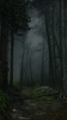 a dark forest filled with lots of trees and moss covered rocks in the middle of it