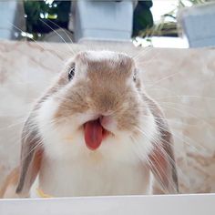 a brown and white rabbit sticking its tongue out