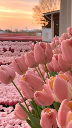 many pink tulips are in the middle of a field