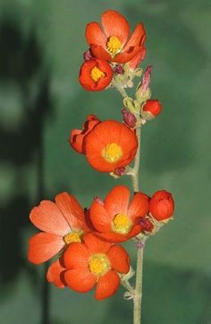 an orange flower with yellow stamens in the foreground, and green background