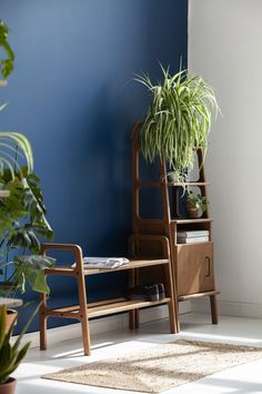 a room with blue walls and two wooden chairs next to a plant on a shelf