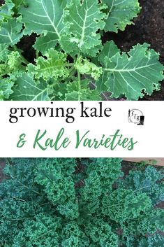 some green plants with the words growing kale and kale varieties