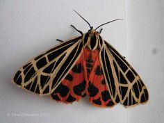 an orange and black moth on a white surface