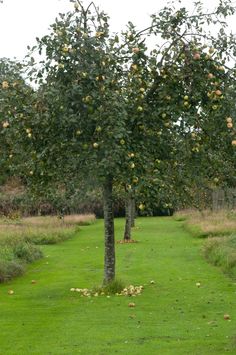 an apple tree in the middle of a grassy area with two trees on either side