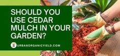 a woman is using gardening gloves to prune the plants in her flower bed with text that reads, should you use cedar mulch in your garden?