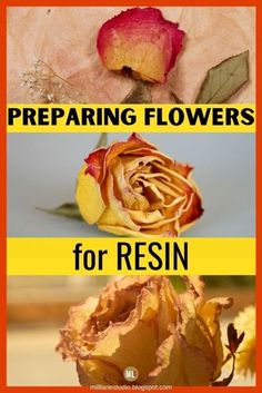 two pictures with the words preparing flowers for resin and an image of a dying rose