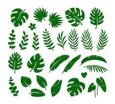 various green leaves and plants on a white background