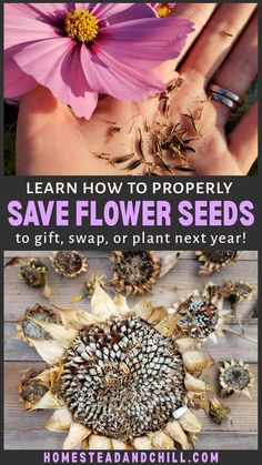 flowers with text that reads learn how to properly save flower seeds to gift, swap or plant next year