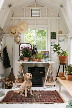 a dog sitting on a rug in the middle of a room filled with potted plants