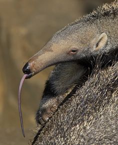 an anteater with its tongue sticking out