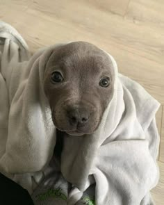 a dog wrapped in a blanket on the floor