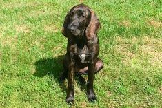 a large brown dog sitting on top of a lush green field