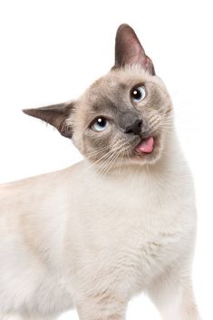 a siamese cat with its tongue out looking at the camera while standing against a white background