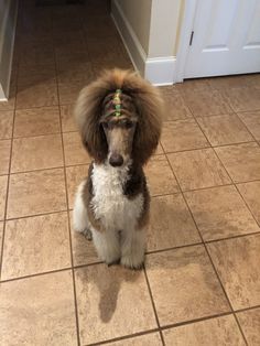 a brown and white dog sitting on top of a tile floor next to a door