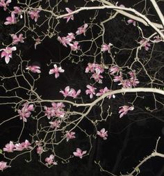 pink flowers are blooming on the branches of a tree at night with no leaves