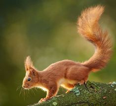 a red squirrel standing on top of a tree branch