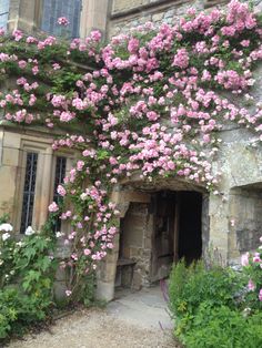 pink flowers growing on the side of an old building