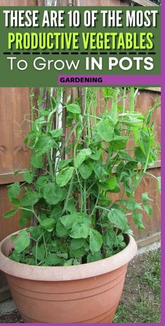 a potted plant with the words these are 10 of the most protective vegetables to grow in pots