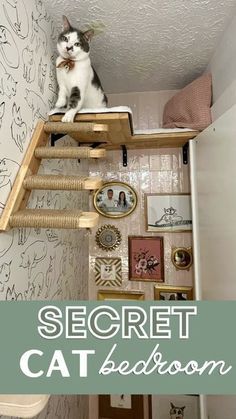 a cat sitting on top of a ladder in a room with wallpaper and pictures