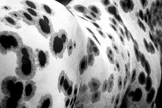 black and white photograph of an animal with spots on it's back legs,