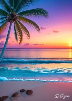 a palm tree on the beach at sunset