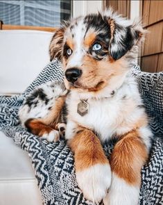 a small dog sitting on top of a couch next to a window with blue eyes