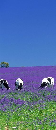 three cows grazing in a field of purple flowers