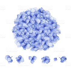 blue flowers and petals on a white background stock photo