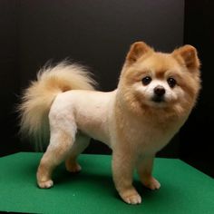 a small dog standing on top of a green mat