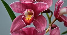 pink orchids with green leaves in front of a gray background, close up view