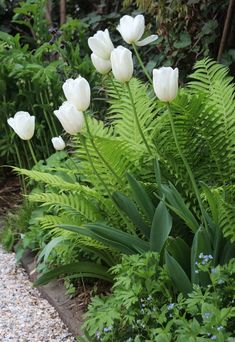 white tulips and ferns in a garden with graveled path leading to them