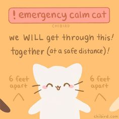 an emergency calm cat poster with instructions on how to get through this together at a safe distance