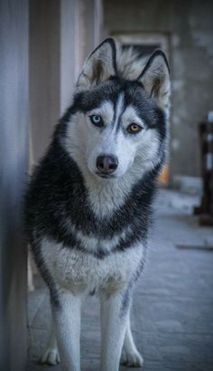 a husky dog with blue eyes standing on the sidewalk