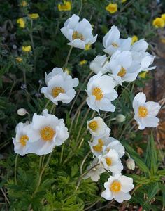 white and yellow flowers are growing in the grass