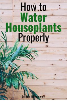 a potted plant with the words how to water houseplants properly