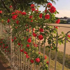 red roses are growing on the side of a white metal fence near a road and trees