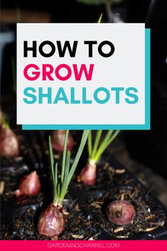 how to grow shallots in pots with text overlay that reads, how to grow shallots