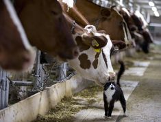 a black and white cat standing next to cows