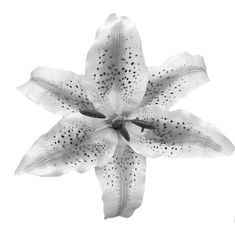 a black and white photo of a flower with spots on it's petals, taken from above