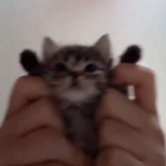 a person holding a small kitten in their hands