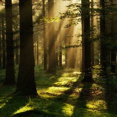 sunlight shining through the trees in a forest