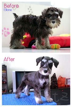 before and after photos of a dog grooming