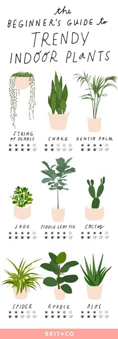 an illustrated guide to indoor plants for beginners