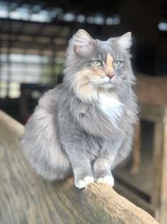 a grey cat sitting on top of a wooden fence next to a building and looking off into the distance