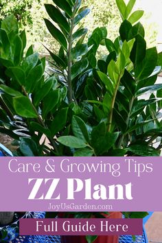 a potted plant with the words care and growing tips zz plant on it