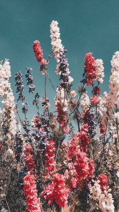 red, white and blue flowers against a blue sky