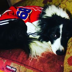 a black and white dog laying on top of a couch next to a red blanket